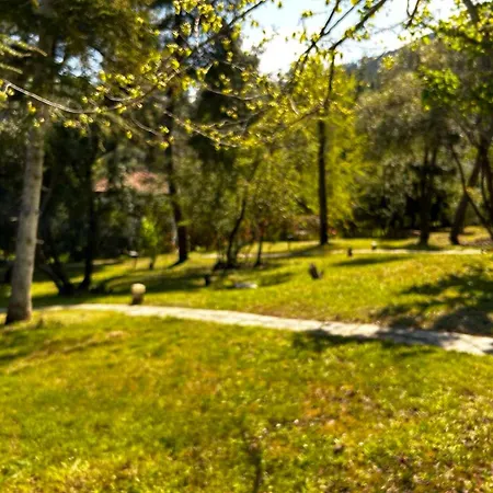 Christinas Pineforest